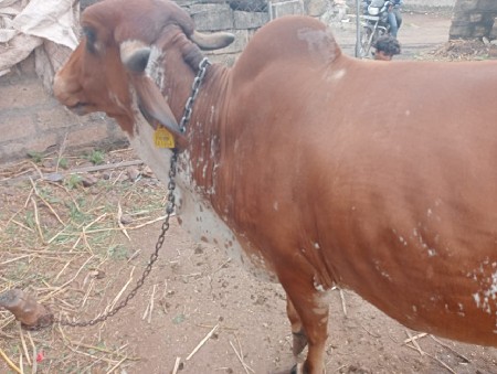 ગીર ગાય વેચવાની છે