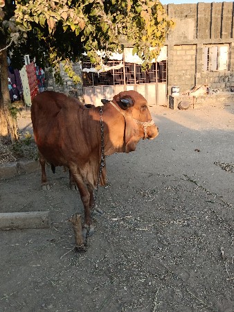 ગીર ગાય વેશવાનિ સે