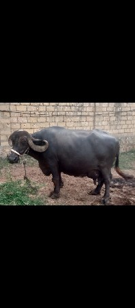 ભેંસ વેચવાની છે.