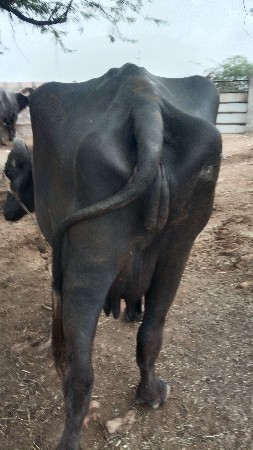 ભેંશ વેચવાની છે