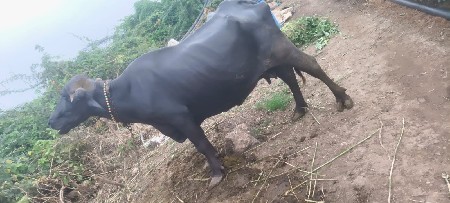 ભેંસ વેચવાની છે