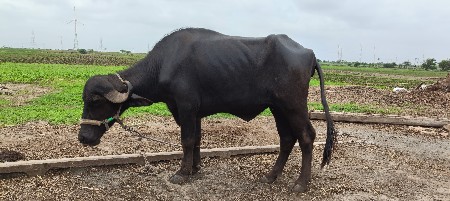 ખળેલી વેચવાની છે