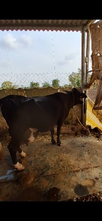 ગાય