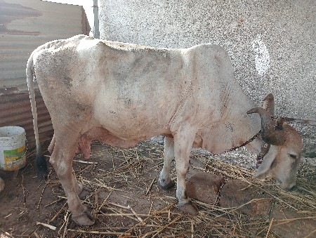 ગાય વેચવાની છે