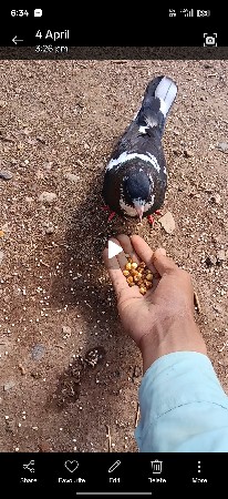 વેચવાનું છે