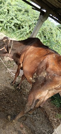 ગાય વેશવા ની છે