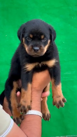Rottweiler gret den male