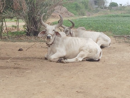 વેચવાના