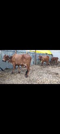 વધુ જાણવા માટે કોલ કરો