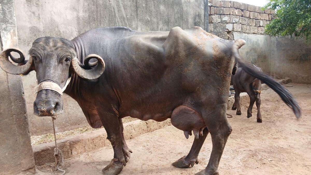 વેતર 5