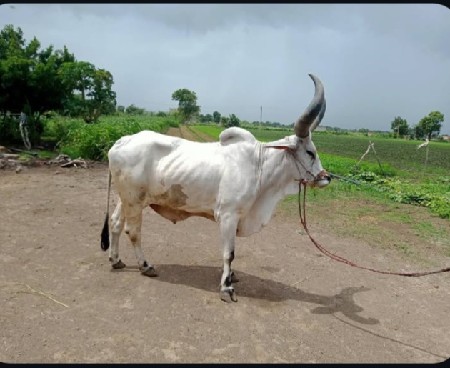 બળદ વેચવાનો છે