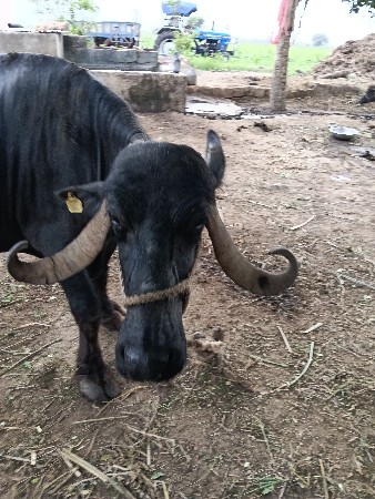 વેચવાની છે