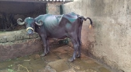 ભેંસ વેચવાની છે...