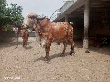 ગીર હોળકી વેચવાની છે