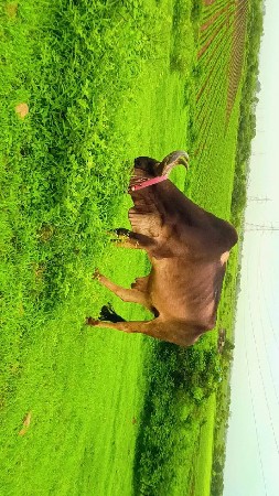 વઠીયારા. બળદ વહેંચવાના છેઃ