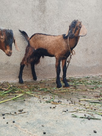 બકરા