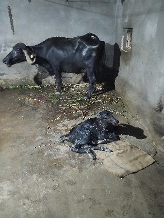 ભેંસ  વેચવાની  સે