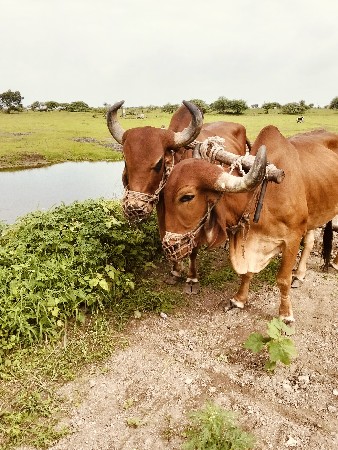 3 વાવણી વાવેલા