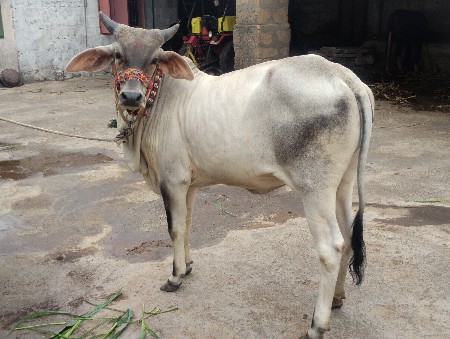 કાંકરેજ વાછડી વેચવાની છે