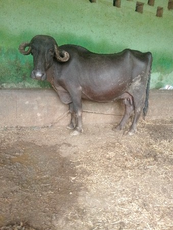 ભેસ વેસવા ની છે