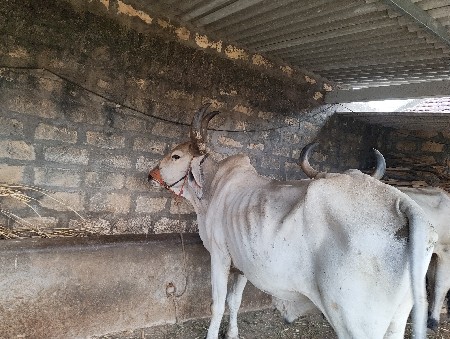 બળદ વેચવાના છે