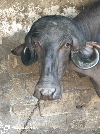 બેય ગાભણી છે