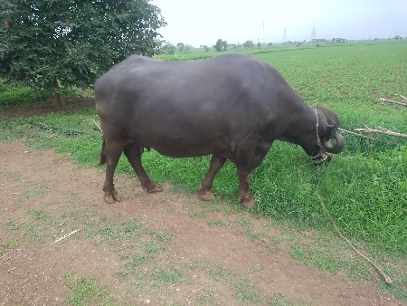 ભેંસ વેચવા ની છે