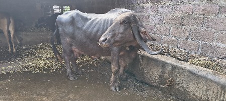 ભેસ વેચવાની છે