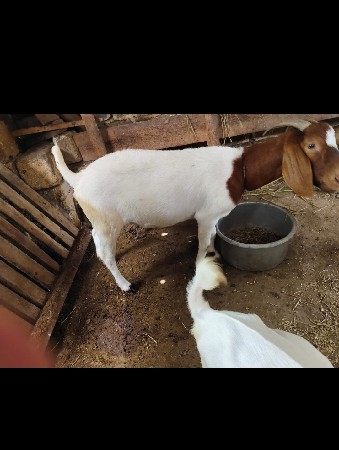 આફ્રિકન બોર જ કરતા