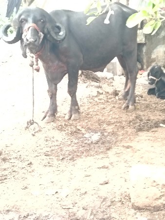 પાડો