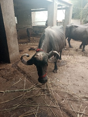 ભેસ
