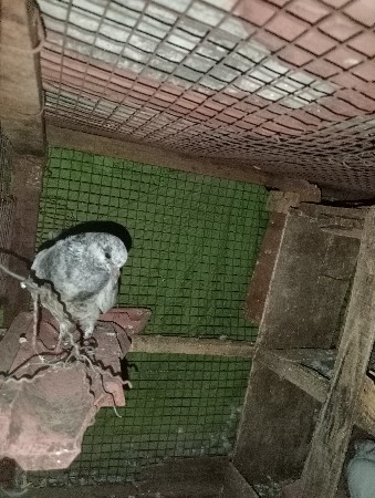 કબૂતર