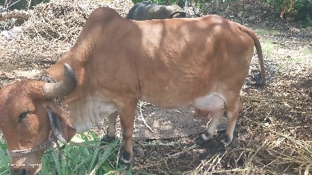 ગાય