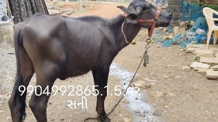 2પાડી