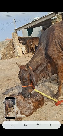 ગીર કોસ ગાય વેચવાની છે