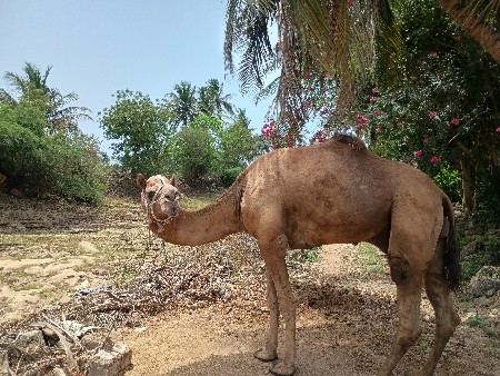 ઊંટ વેચવાનો છે