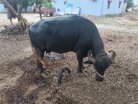 ભેંસ વેચવાની છે