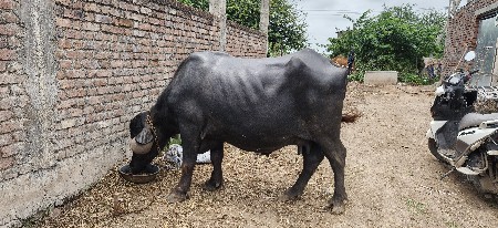 ભેંસ વેચવાની છે