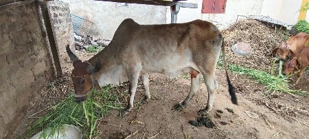 vechvani che