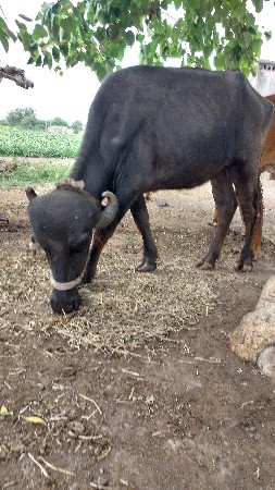 ખળેલી વેચવાની છે.