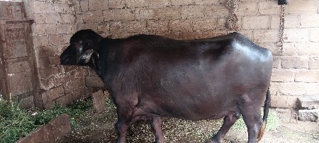 ભેંસ વેચવાની છે