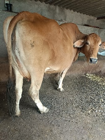 ગાય વેસવાનીછે  વેતર બીજૂ  ગાભણછે