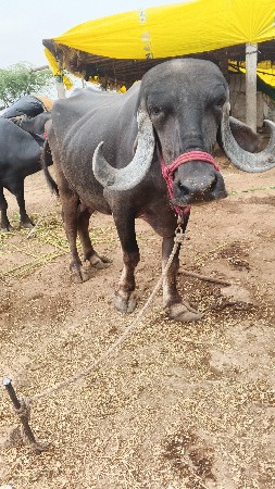 ખંભાળિયા 125