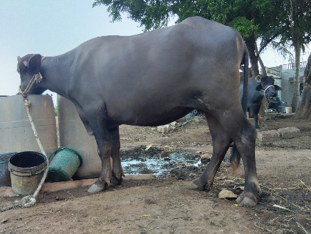 આ ખડેલી વેચવાનીછે