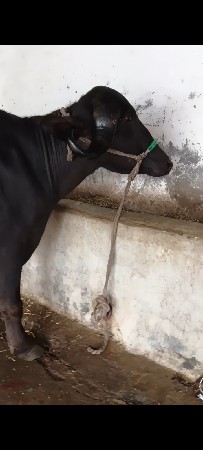 ખડેલી વેચવાની છે