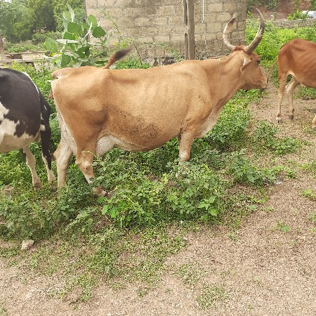 ગાય