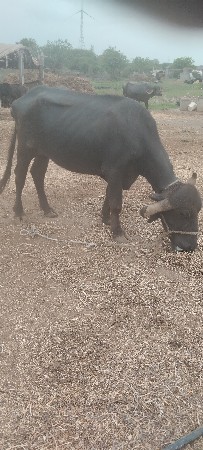 બે મહિનાનું ગાભણ છે