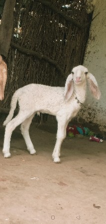 ગામ ભેસાણ તાલુકો ભેસાણ