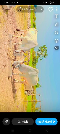 બળદ વેચવાના છે