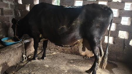 HF ક્રોસ